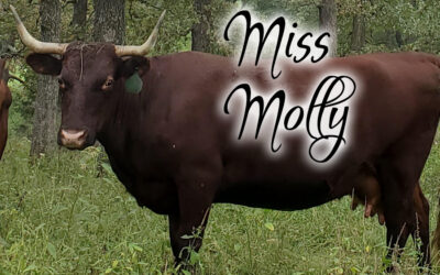 Miss Molly #45